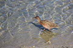 Rallus obsoletus levipes