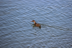 Rallus obsoletus levipes