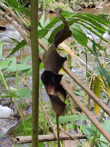 Image of Wight's Twisted Arum by (c) T R Shankar Raman, some rights reserved (CC BY)