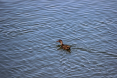 Rallus obsoletus levipes