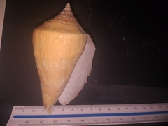 Titanostrombus galeatus