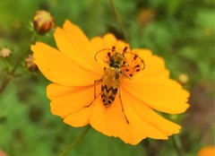 Ochraethes nigroapicalis