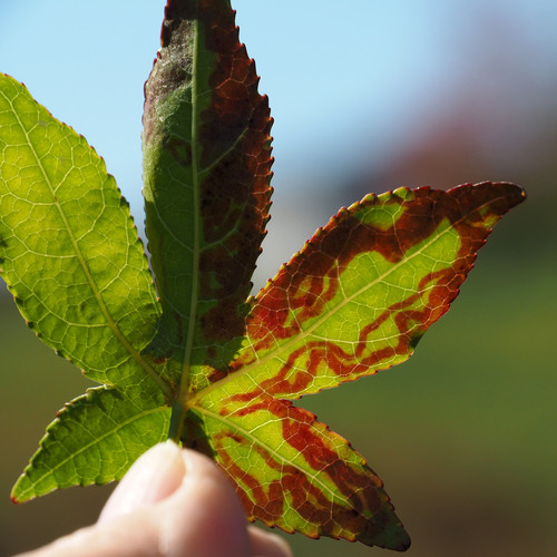 Phyllocnistis liquidambarisella photo 3