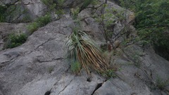 Dasylirion berlandieri