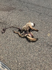 Canis latrans