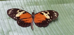 Heliconius hecale melicerta