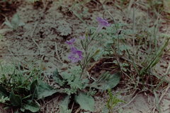 Ruellia occidentalis