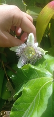Passiflora adenopoda