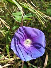 Ipomoea indica