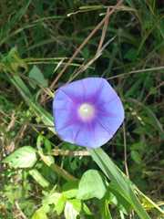 Ipomoea indica