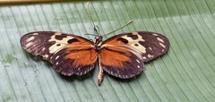 Heliconius hecale melicerta