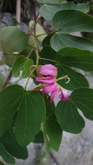 Bauhinia macranthera