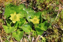Caltha sagittata