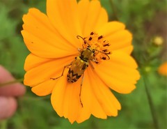 Ochraethes nigroapicalis