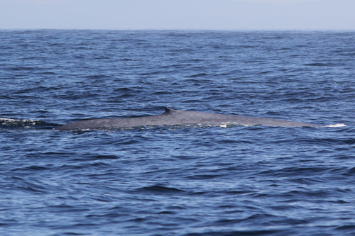 Blue whale