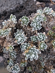 Heliotropium anomalum