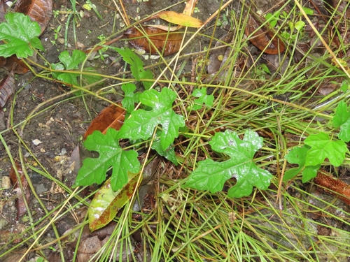 Image of Vitis thunbergii by (c) chiuluan, some rights reserved (CC BY)