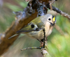Goldcrest photo 3