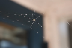 Gasteracantha cancriformis