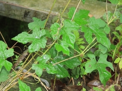 Vitis thunbergii