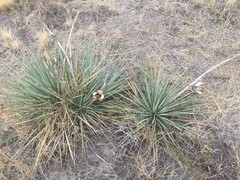 Yucca glauca