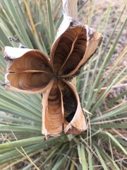 Yucca glauca