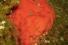 Dragmacidon mexicanum