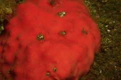 Dragmacidon mexicanum