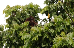 Pongo pygmaeus morio