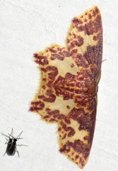 Chrysocraspeda