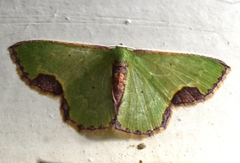 Spaniocentra isospania