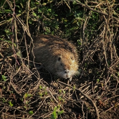 Myocastor coypus