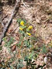 Pultenaea euchila