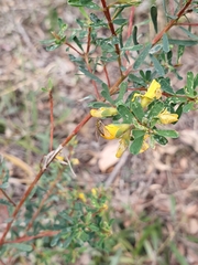 Pultenaea euchila
