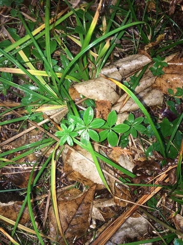 Galium triflorum iNat (3)
