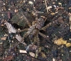 Paratrochosina amica