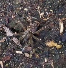 Paratrochosina amica