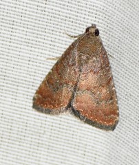 Bagisarinae