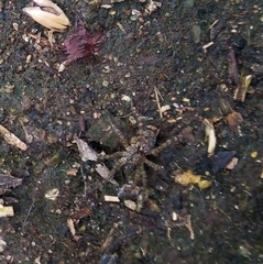 Paratrochosina amica