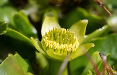 Caltha sagittata