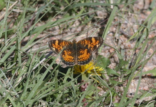 Pearl Crescent photographed in Colorado