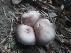 Fungi