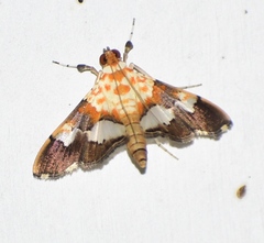 Aetholix flavibasalis