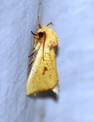 Antheua servula