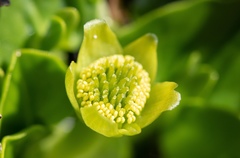 Caltha sagittata
