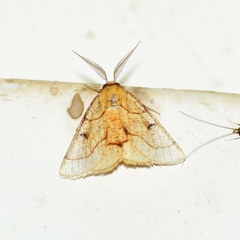 Cacochloris uvidula