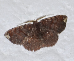 Astygisa albopunctata