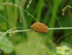 Hologymnetis cinerea