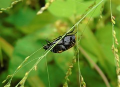 Hologymnetis cinerea