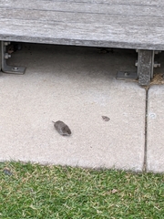 Microtus pennsylvanicus